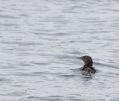 Rhino Auklet